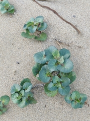 Image of Calystegia soldanella