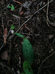 Manfreda littoralis