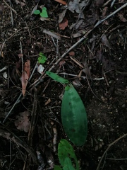 Manfreda littoralis