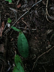 Manfreda littoralis