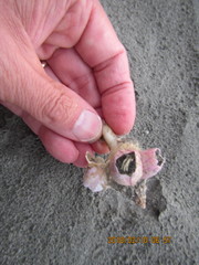 Notomegabalanus decorus