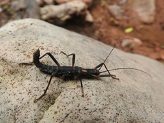 Peruphasma flavomaculatum