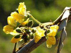 Pterocarpus angolensis