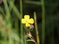 Ludwigia maritima
