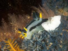 Polycera capensis