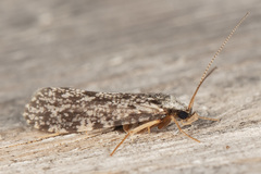 Polycentropus cinereus