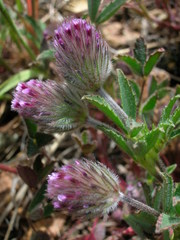 Trifolium albopurpureum