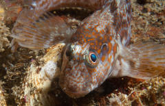 Chalaroderma ocellata