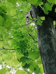 Cenostigma eriostachys