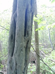 Cenostigma eriostachys