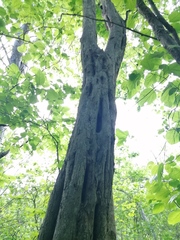 Cenostigma eriostachys