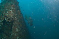 Epinephelus lanceolatus