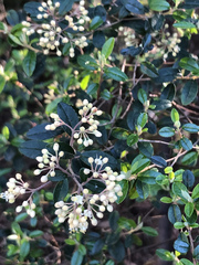 Pomaderris vacciniifolia