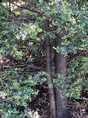 Pomaderris vacciniifolia