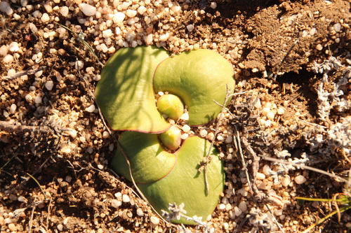Massonia triflora