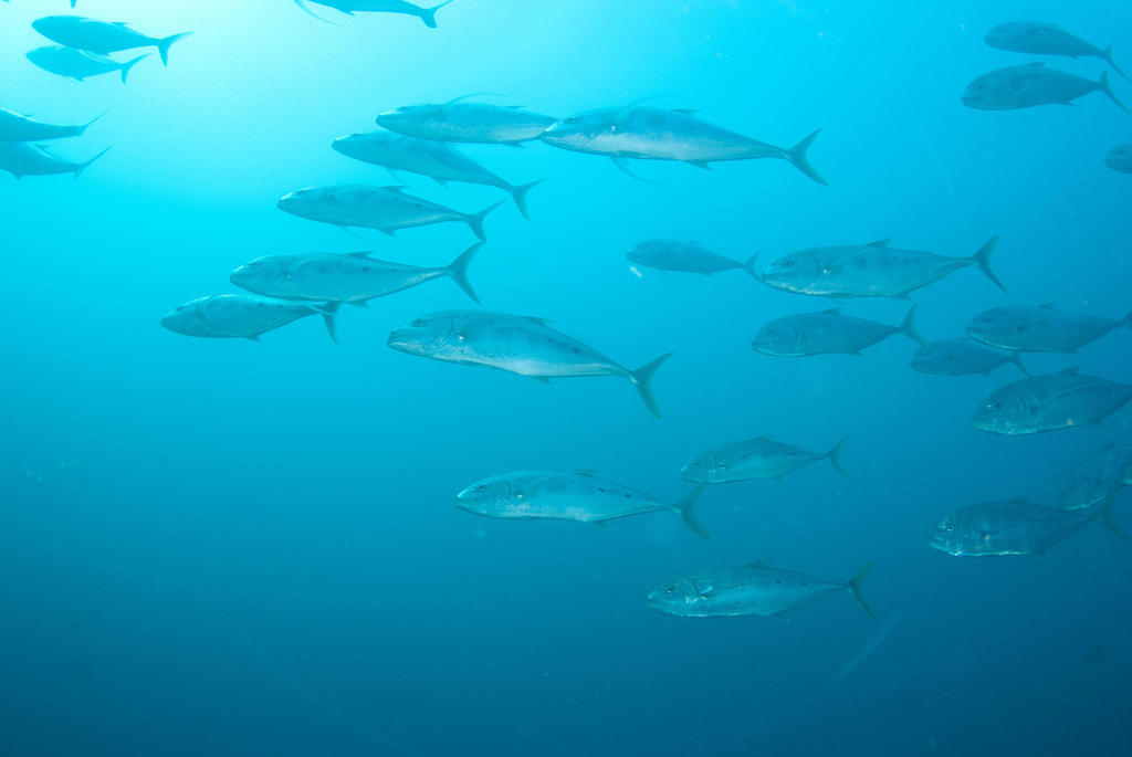 Talang queenfish