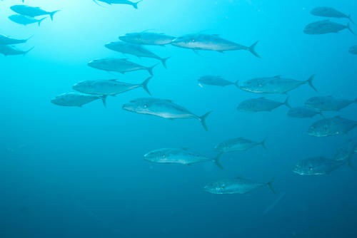 Scomberoides commersonnianus