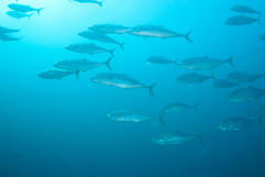 Scomberoides commersonnianus