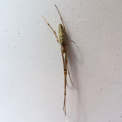 Tetragnatha