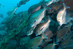 Polyamblyodon germanus