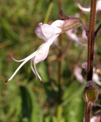 Syncolostemon