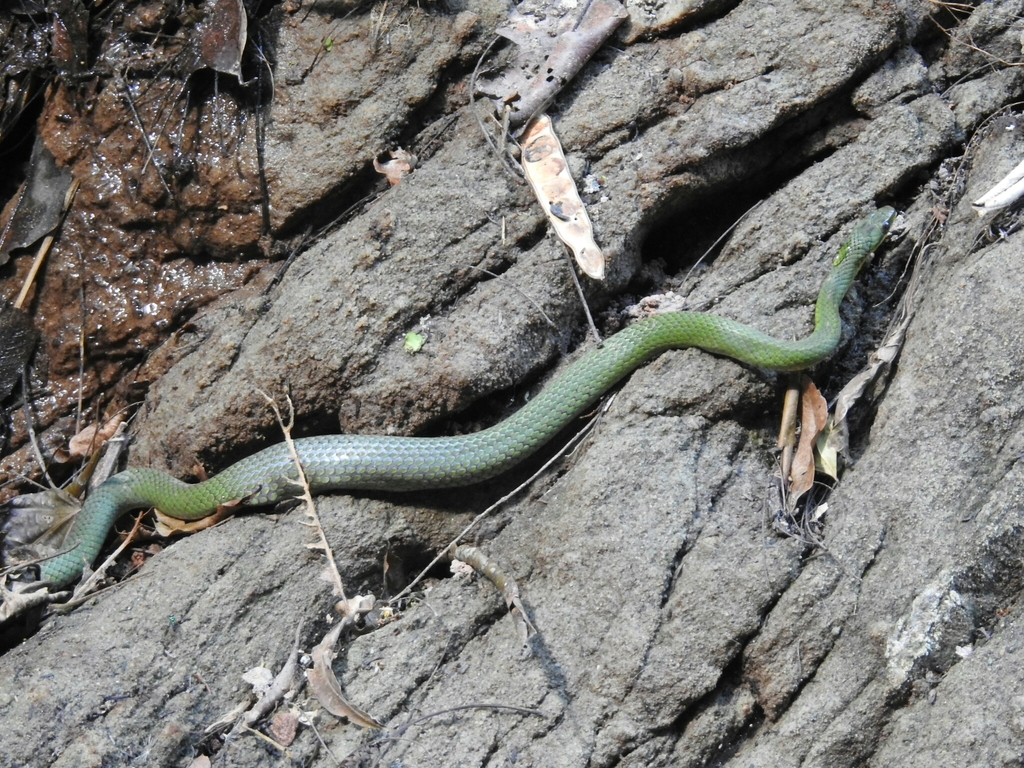Almaden Liophis