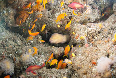 Gymnothorax nudivomer