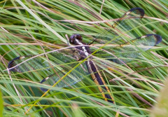 Libellula cyanea