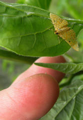 Notarcha quaternalis