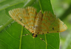 Notarcha quaternalis