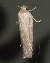 Gonioterma mistrella