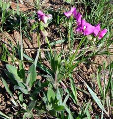 Sphenostylis angustifolia image