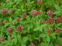 Trifolium ciliolatum