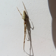 Tetragnatha
