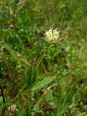 Trifolium depauperatum