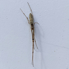 Tetragnatha