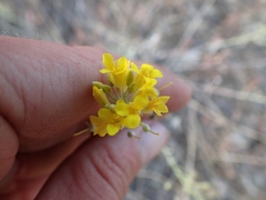 Physaria douglasii