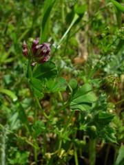 Trifolium gracilentum