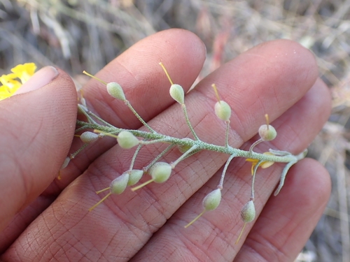 Image of Douglas' Bladderpod (Physaria douglasii) by no rights reserved