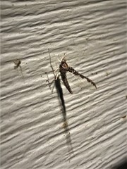 Callibaetis pretiosus