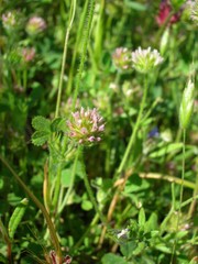 Trifolium microcephalum