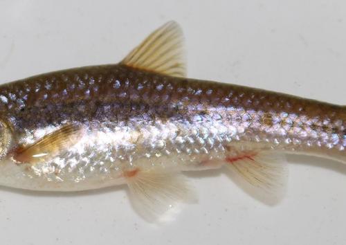 Enteromius mandelai
