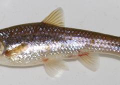 Pseudobarbus afer