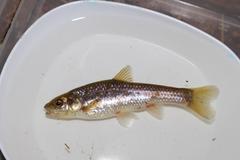 Pseudobarbus afer