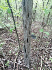 Cenostigma eriostachys