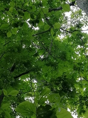 Cenostigma eriostachys