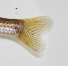 Pseudobarbus afer