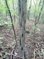 Cenostigma eriostachys