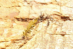 Teedia lucida