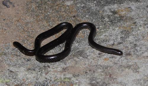 Cape Thread Snake